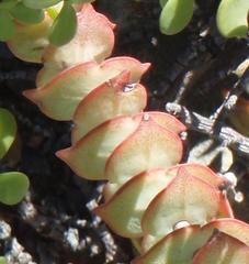 Crassula perforata perforata