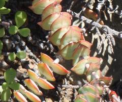 Crassula perforata perforata