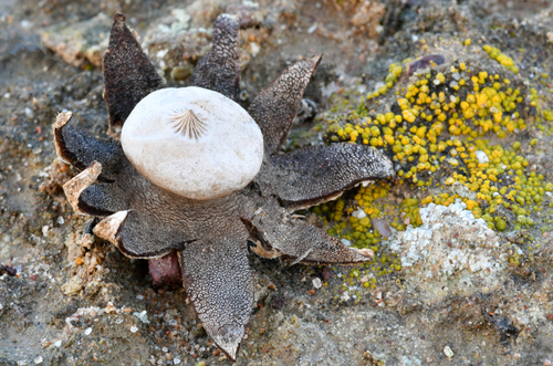 Geastrum (Photo 2 of 3)