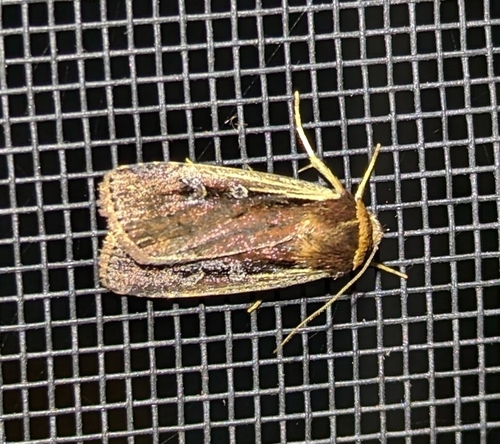 Flame-shouldered Dart (Ochropleura implecta)