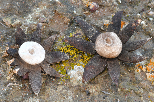 Geastrum (Photo 3 of 3)