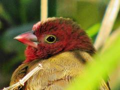 Lagonosticta senegala rendalli