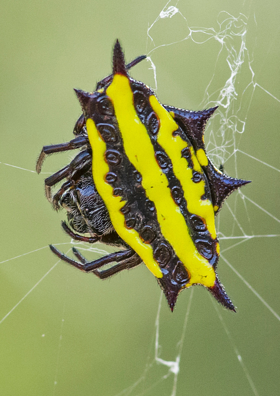 Gasteracantha panisicca (Spiders of Java) · iNaturalist