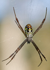 Argiope dang