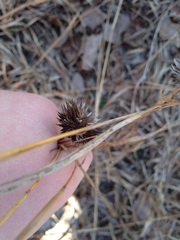 Echinacea tennesseensis