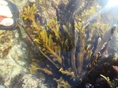 Stephanocystis