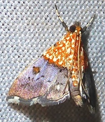 Agrotera basinotata