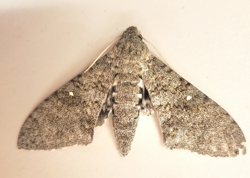 Muscosa Sphinx photo 4