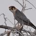 Falco chicquera ruficollis - Photo (c) Peter Erb, algunos derechos reservados (CC BY-NC), subido por Peter Erb