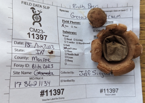 Geastrum (Photo 3 of 3)