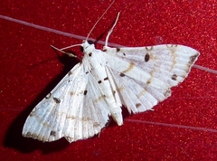 Pycnarmon meritalis