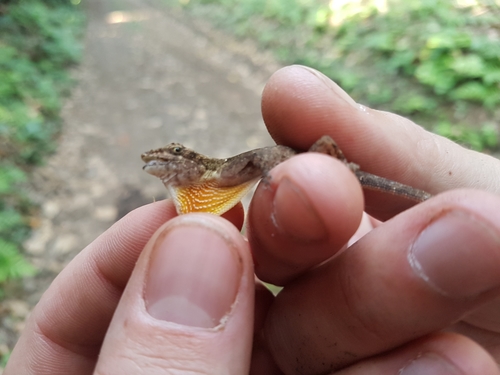 Coffee Anole, Anolis dollfusianus