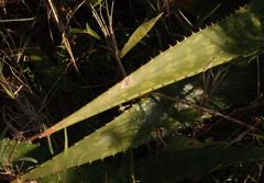 Aloe greenii