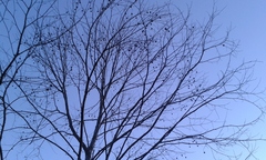 Platanus occidentalis