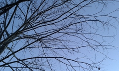 Platanus occidentalis