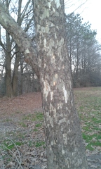 Platanus occidentalis