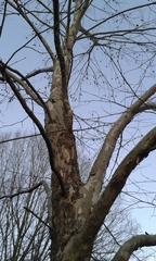 Platanus occidentalis