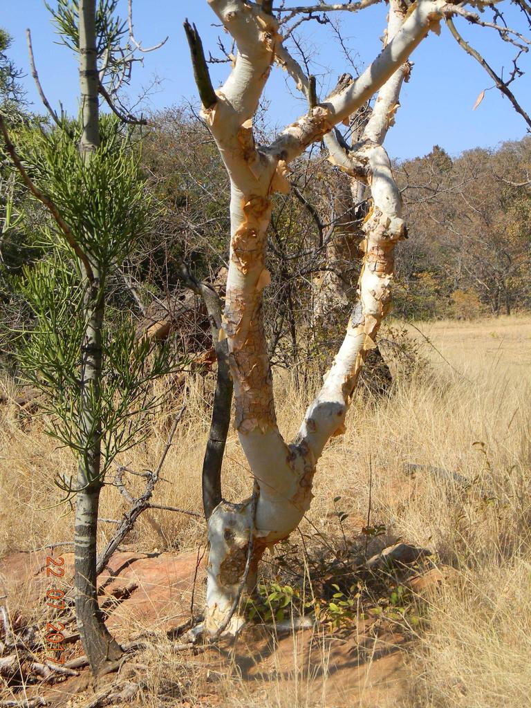 Paperbark False Thorn from Pretoria Botanical Garden on July 22, 2017 ...