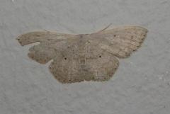 Scopula lactaria