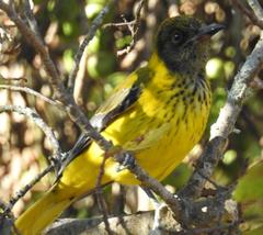 Black-Headed Oriole photo 5