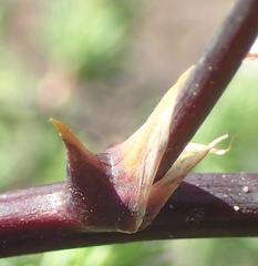 Asparagus rubicundus