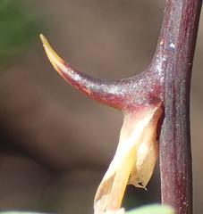 Asparagus rubicundus