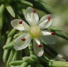 Asparagus rubicundus