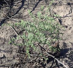 Asparagus rubicundus