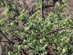 Asparagus rubicundus