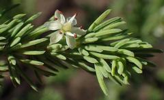 Asparagus rubicundus