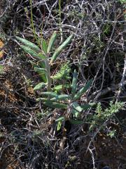 Pachypodium