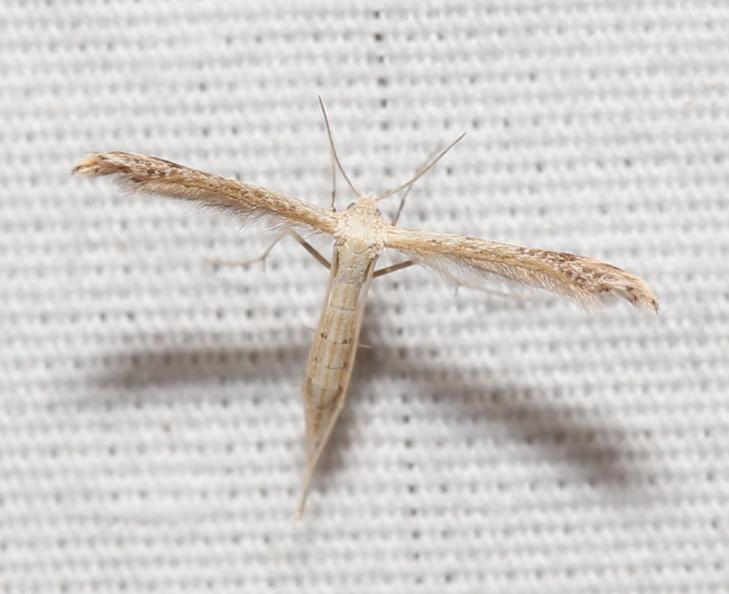 Mousy Plume Moth