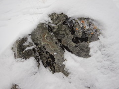 Montanelia disjuncta