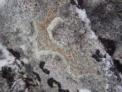 Montanelia disjuncta