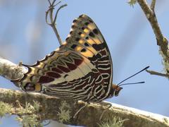 Charaxes castor flavifasciatus