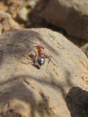 Crematogaster melanogaster