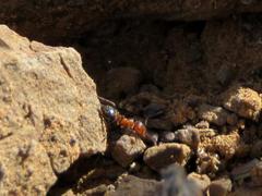 Crematogaster melanogaster