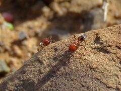 Crematogaster melanogaster