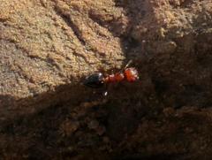 Crematogaster melanogaster