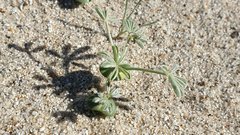 Lupinus shockleyi