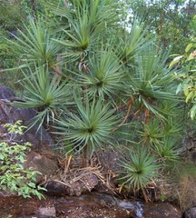 Pandanus basedowii