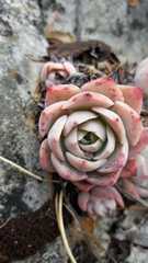 Echeveria simulans