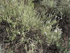 Eriocephalus capitellatus