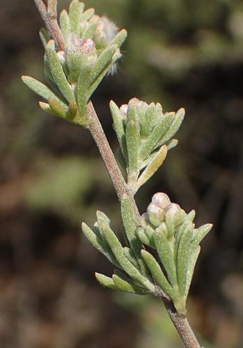 Image of Eriocephalus capitellatus by (c) Nicola van Berkel, some rights reserved (CC BY-SA)