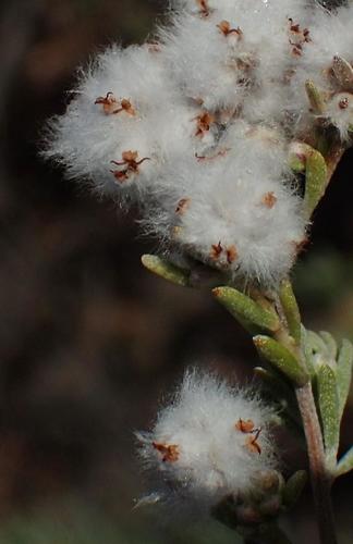 Image of Eriocephalus capitellatus by (c) Nicola van Berkel, some rights reserved (CC BY-SA)