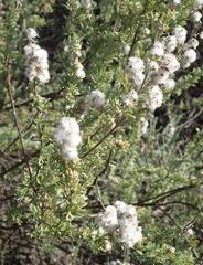 Eriocephalus capitellatus