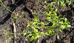 Asparagus asparagoides