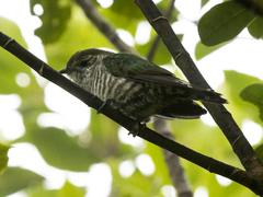 Chrysococcyx lucidus lucidus