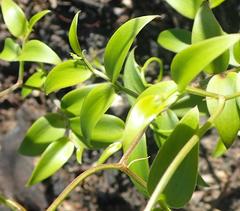 Asparagus asparagoides