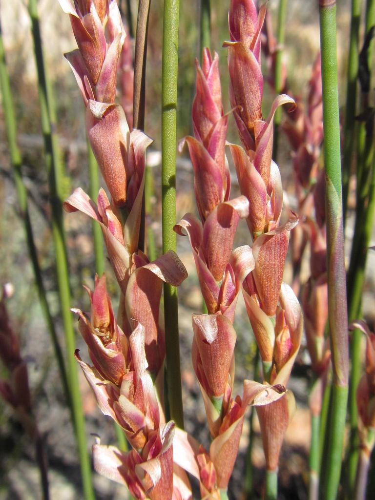 Elegia stokoei